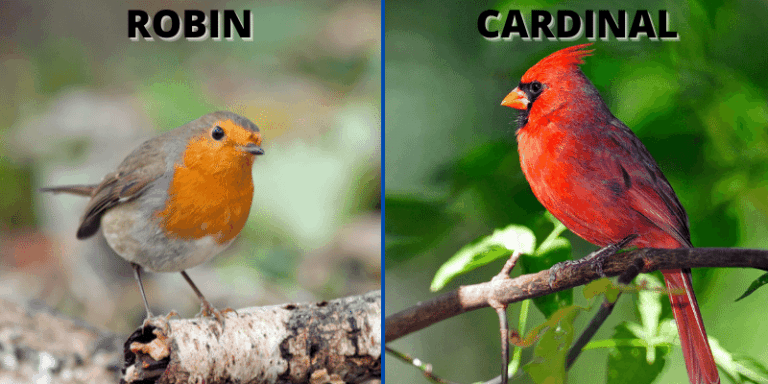 Robin vs Cardinal - What the Difference? - Bird Sphere