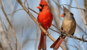 What Does It Mean When You See a Cardinal? - Bird Sphere