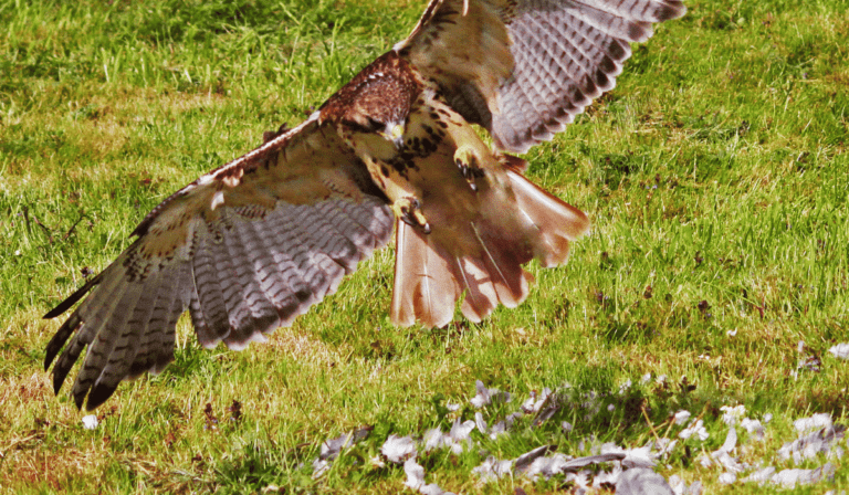 Approaching Hawk Do Hawks Attack Humans? Surprising Facts!